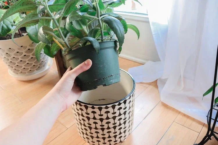 How To Stop Overwatering Your Plants