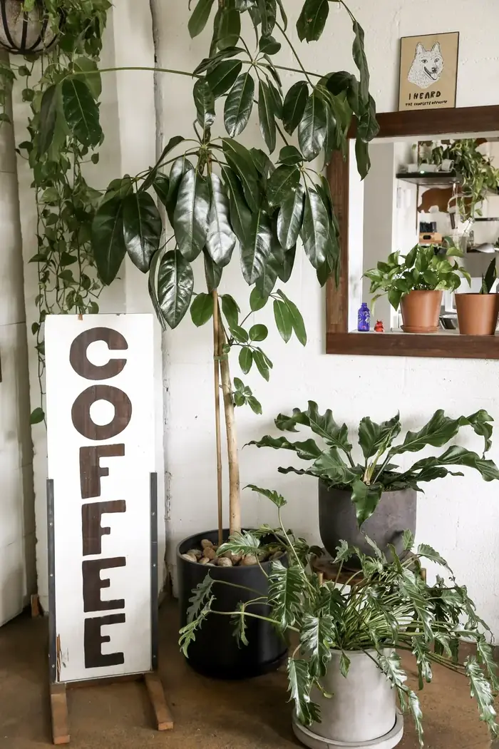 Shelves of plants at OSA Coffee Roasters